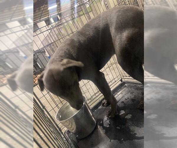 Medium Photo #1 Mutt Puppy For Sale in Bakersfield, CA, USA