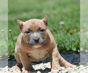American Bully Puppy for sale in AUGUSTA, KS, USA