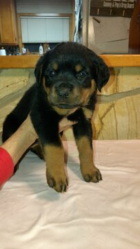 Medium Photo #1 Rottweiler Puppy For Sale in QUEENSTOWN, MD, USA