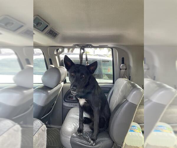 Medium Photo #1 German Shepherd Dog Puppy For Sale in Stockton, CA, USA