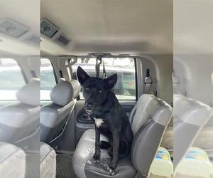 German Shepherd Dog Dogs for adoption in Stockton, CA, USA