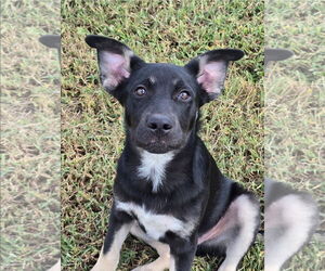 Siberian Husky-Unknown Mix Dogs for adoption in McDonough, GA, USA