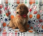 Small Photo #4 Poodle (Standard) Puppy For Sale in LAKELAND, FL, USA