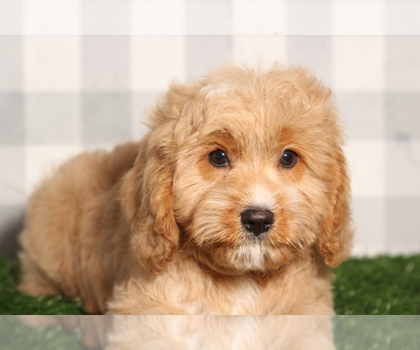 Medium Photo #1 Cavapoo Puppy For Sale in MARIETTA, GA, USA