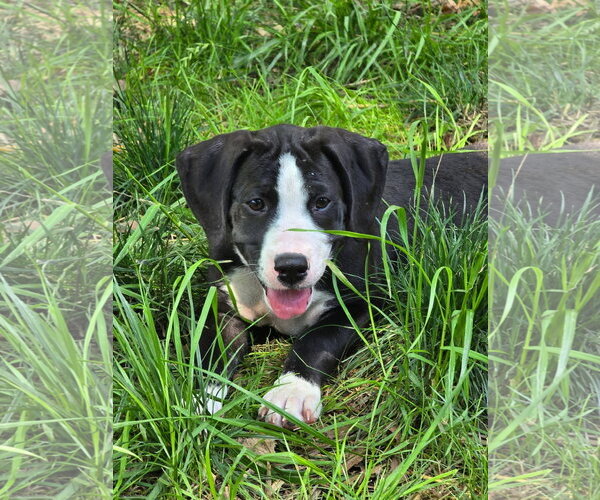 Medium Photo #7 American Staffordshire Terrier-Great Dane Mix Puppy For Sale in Germantown, OH, USA