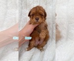 Puppy Bear Poodle (Toy)