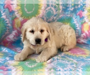 Golden Retriever Puppy for sale in LANCASTER, PA, USA