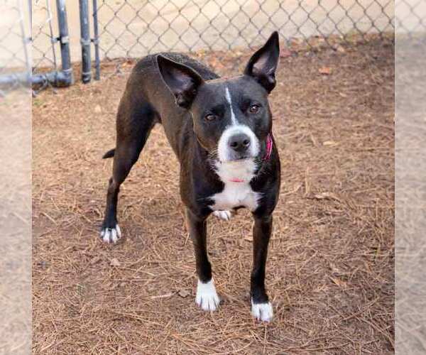 Medium Photo #6 Boxer-Unknown Mix Puppy For Sale in Kennesaw, GA, USA