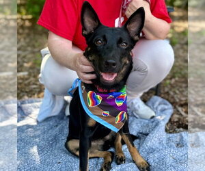 Lynn - Female Rat Terrier-Unknown Mix Dog for Adoption - Photo #2