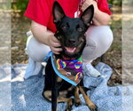 Small Photo #2 Rat Terrier-Unknown Mix Puppy For Sale in Canton, CT, USA