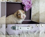 Small #15 Australian Shepherd