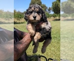 Small Photo #4 Bernedoodle-Golden Mountain Dog Mix Puppy For Sale in DAVIS, CA, USA