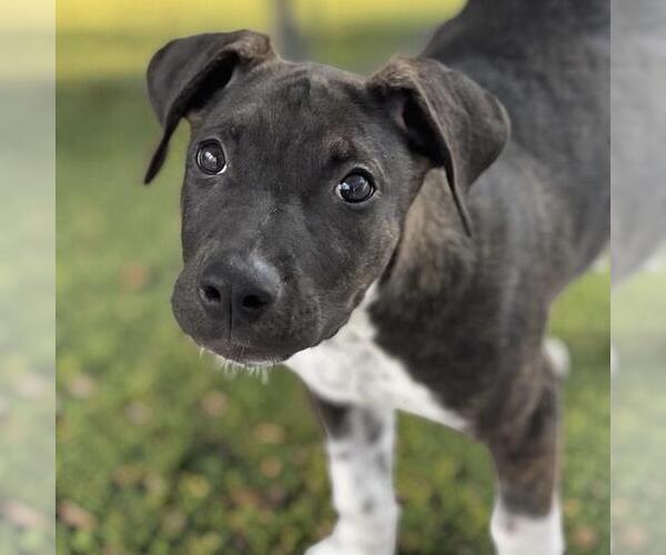 Medium Photo #18 Mutt Puppy For Sale in San Diego, CA, USA
