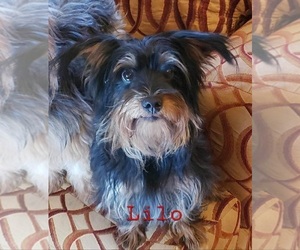 Mother of the Yorkshire Terrier puppies born on 06/06/2026