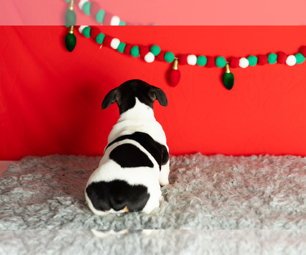 Medium Photo #19 Alapaha Blue Blood Bulldog-Jack Russell Terrier Mix Puppy For Sale in MILLERSBURG, IN, USA