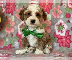 Poodle (Miniature) Puppy for sale in LANCASTER, PA, USA