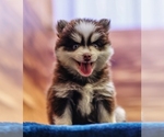 Small Pomsky
