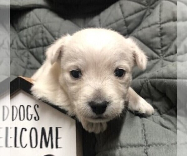 Medium Photo #3 West Highland White Terrier Puppy For Sale in ROLLA, MO, USA