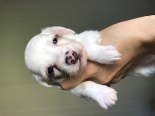 Dachshund Puppy for sale in PERU, IL, USA