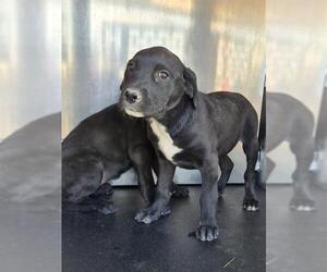 American Staffordshire Terrier-Unknown Mix Dogs for adoption in San Antonio, TX, USA