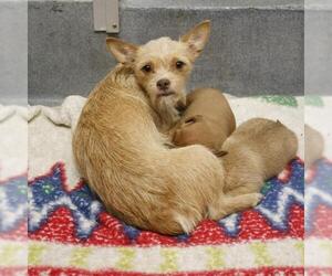 Chihuahua-Unknown Mix Dogs for adoption in San Antonio, TX, USA