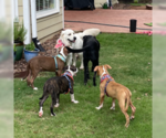 Small #2 American Pit Bull Terrier Mix