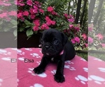 Small #6 Puggle