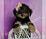 Small Photo #24 Yorkipoo Puppy For Sale in WARSAW, IN, USA
