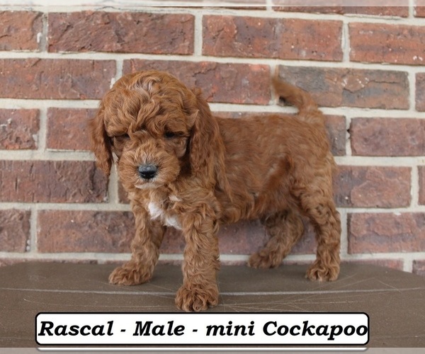 Medium Photo #4 Cockapoo (Miniature) Puppy For Sale in CLARKRANGE, TN, USA