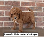 Small #3 Cockapoo (Miniature)