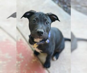 American Pit Bull Terrier-Labrador Retriever Mix Dogs for adoption in OKLAHOMA CITY, OK, USA