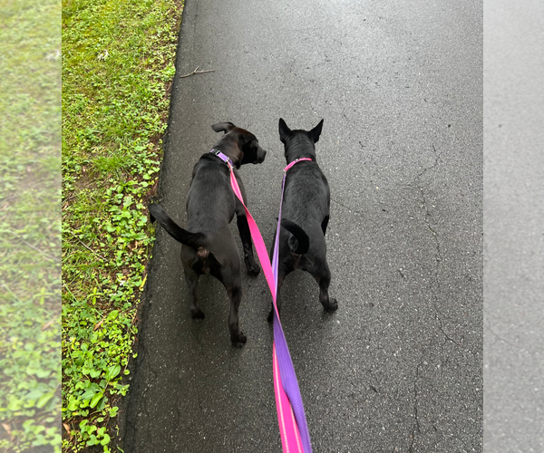 Medium Photo #3 Labrador Retriever-Unknown Mix Puppy For Sale in Holly Springs, NC, USA