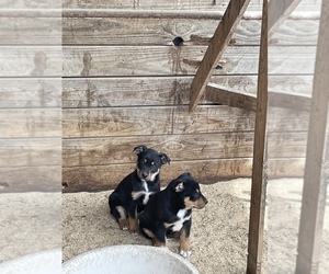Aussie-Corgi Puppy for sale in DANVILLE, AL, USA