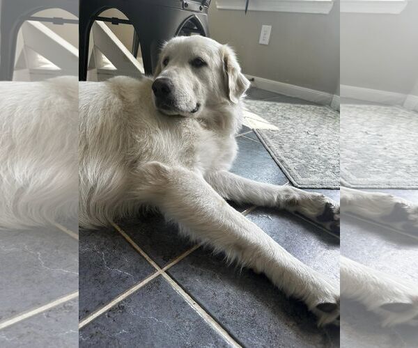 Medium Photo #5 Great Pyrenees Puppy For Sale in Spring, TX, USA