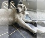 Small #4 Great Pyrenees