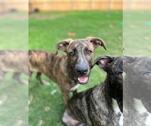 Labrador Retriever-Plott Hound Mix Dogs for adoption in McDonough, GA, USA
