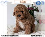 Puppy Loki Goldendoodle (Miniature)