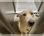 Small Great Pyrenees Mix