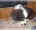 Small Photo #49 Australian Shepherd-Pembroke Welsh Corgi Mix Puppy For Sale in GALLEGOS, NM, USA