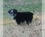 Small Photo #7 Miniature Australian Shepherd Puppy For Sale in OCTAVIA, OK, USA