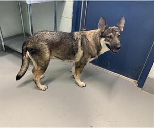 German Shepherd Dog Dogs for adoption in Corpus Christi, TX, USA