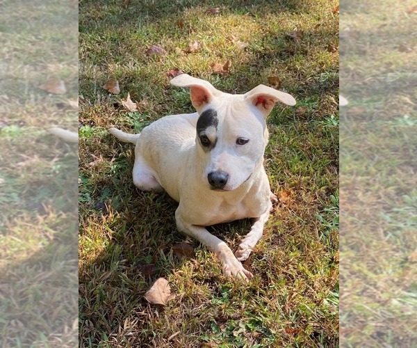 Medium Photo #3 American Pit Bull Terrier-American Staffordshire Terrier Mix Puppy For Sale in Greenville, SC, USA