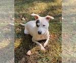 Small #2 American Pit Bull Terrier-American Staffordshire Terrier Mix