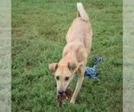 Small #6 Shiba Inu Mix
