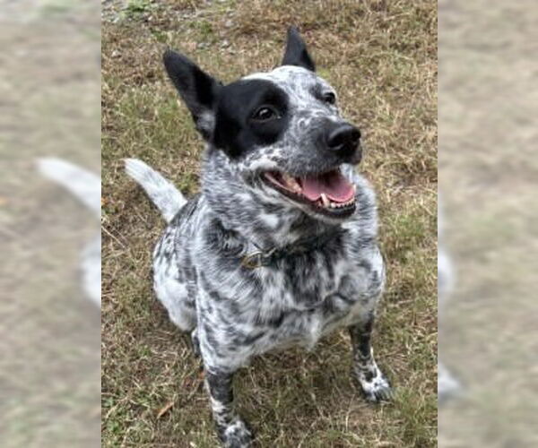 Medium Photo #1 Mutt Puppy For Sale in Glen Allen, VA, USA