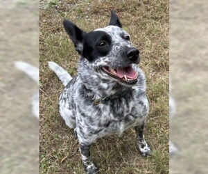 Mutt Dogs for adoption in Glen Allen, VA, USA