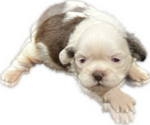 Puppy 1 Shih Tzu
