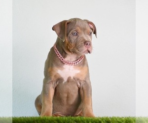 American Bully Puppy for sale in DE LEON SPRINGS, FL, USA