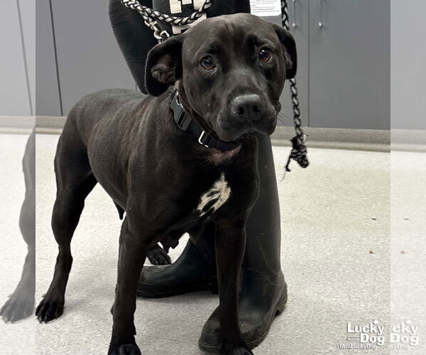 Medium Photo #1 Labrador Retriever-Unknown Mix Puppy For Sale in Washington, DC, USA