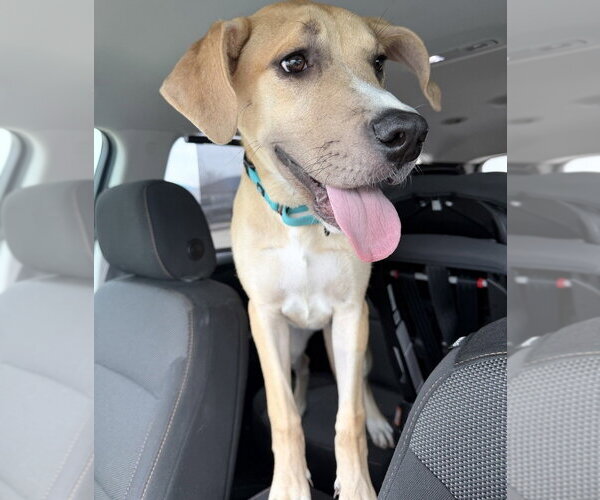 Medium Photo #3 Great Dane-Unknown Mix Puppy For Sale in Andover, MN, USA